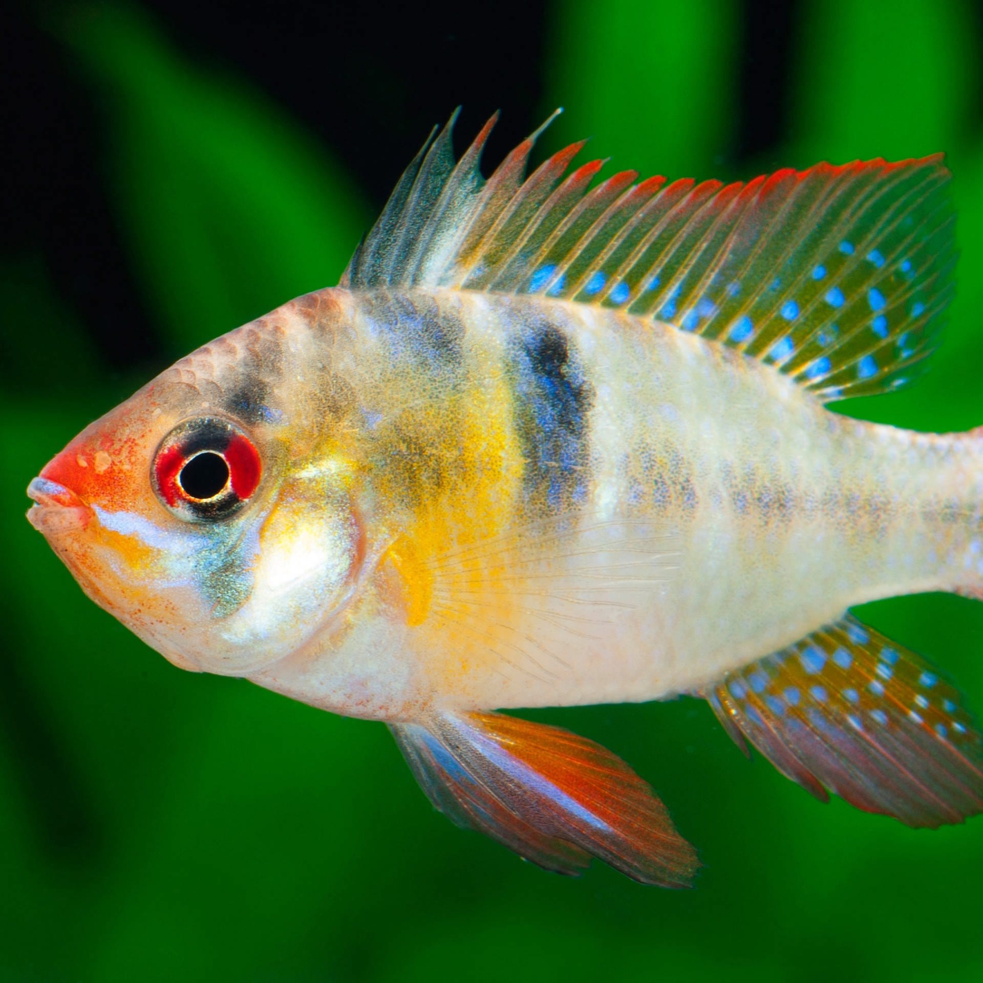 Meerwasseraquarien – Brutale Geschäfte mit bunten Fischen