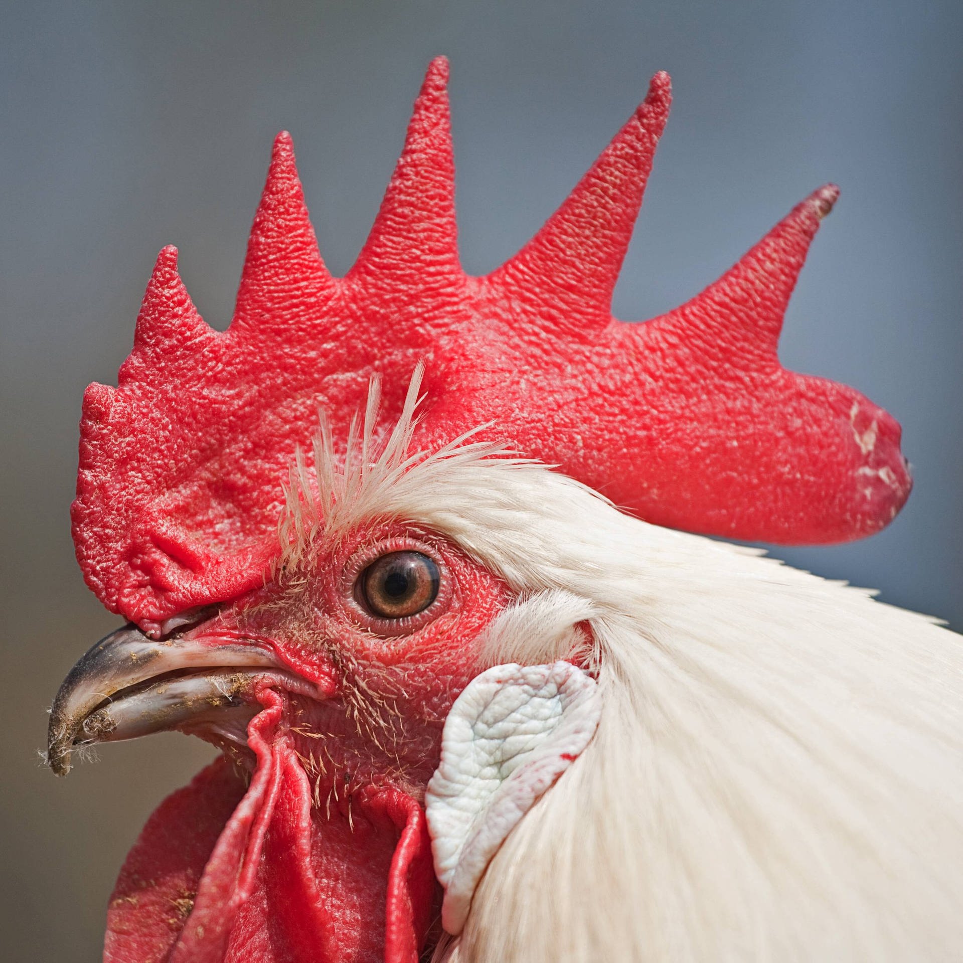 Das Huhn – Geschichten vom Federvieh