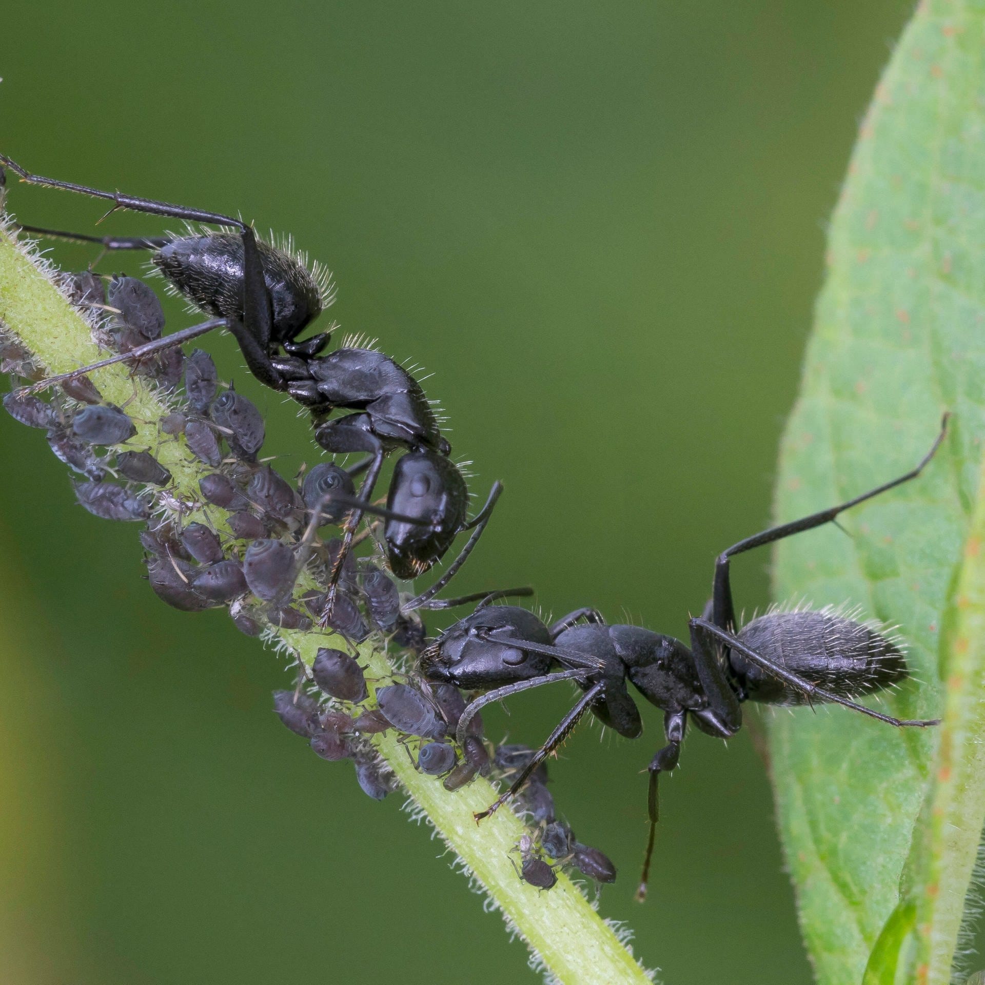 Ameisen – Welteroberer und Wunderwesen