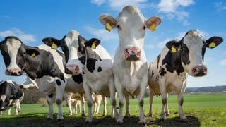 Kühe auf der Weide: Milch ist gesund, Rinderhaltung allerdings im Hinblick aufs Klima problematisch