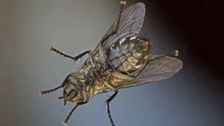 Stubenfliegen sind Insekten: Sie haben 3 Körperabschnitte und 6 Beine auf der Brust