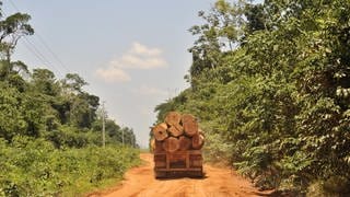 Illegaler Holzeinschlag im Amazonas-Gebiet