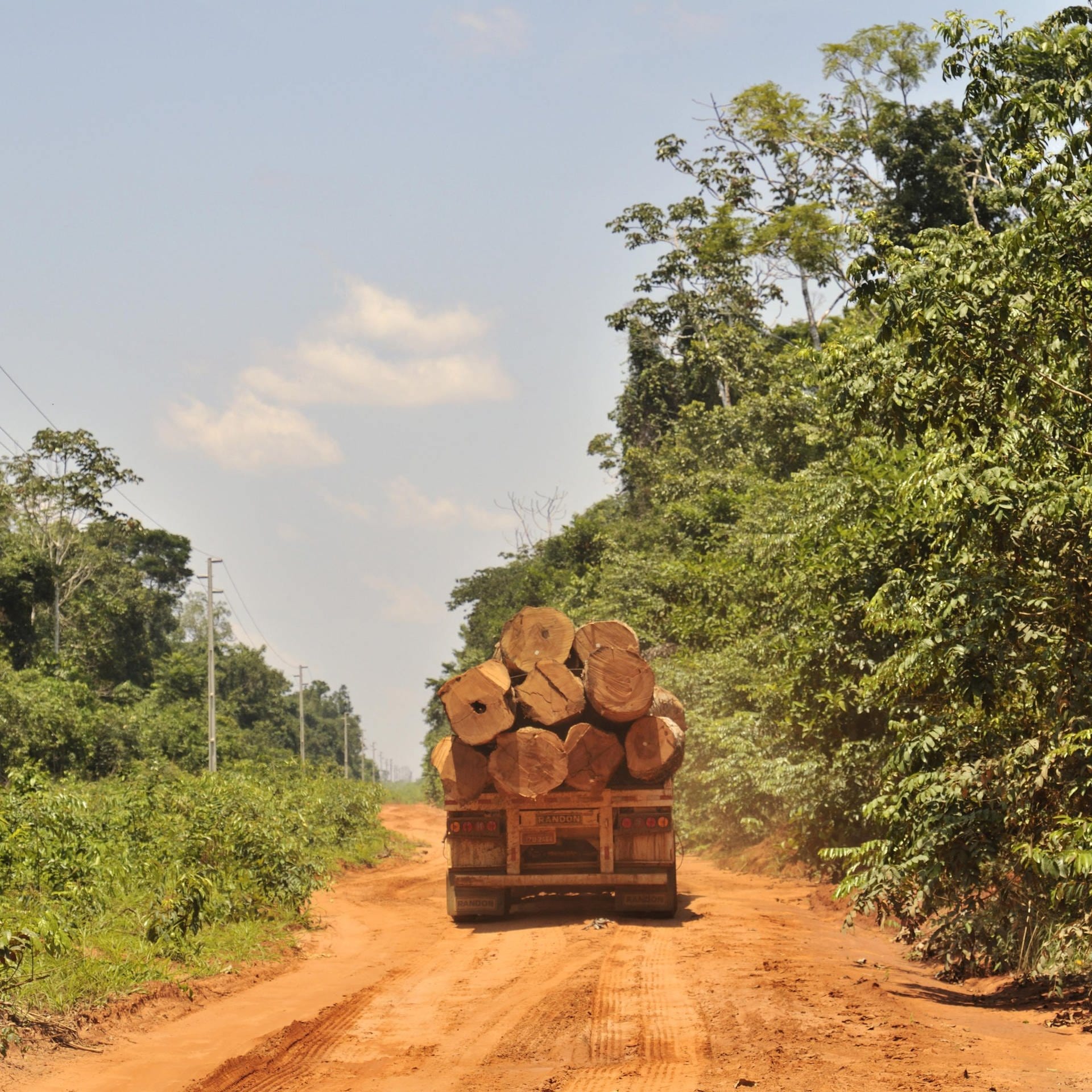 Der Kampf gegen illegalen Holzhandel