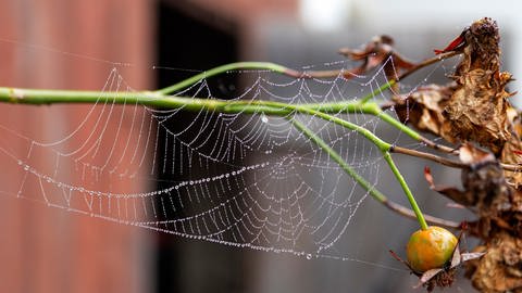 Spinnennetz mit Tautropfen. Spinnenseide kann man in der Medizin verwenden, denn sie hat ganz besondere Eigenschaften: Sie ist elastisch, reißfest, hitzebeständig, wasserfest und antibakteriell
