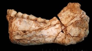Unterkiefer, gefunden in Jebel Irhoud  Marokko, ca. 300.000 Jahre alt