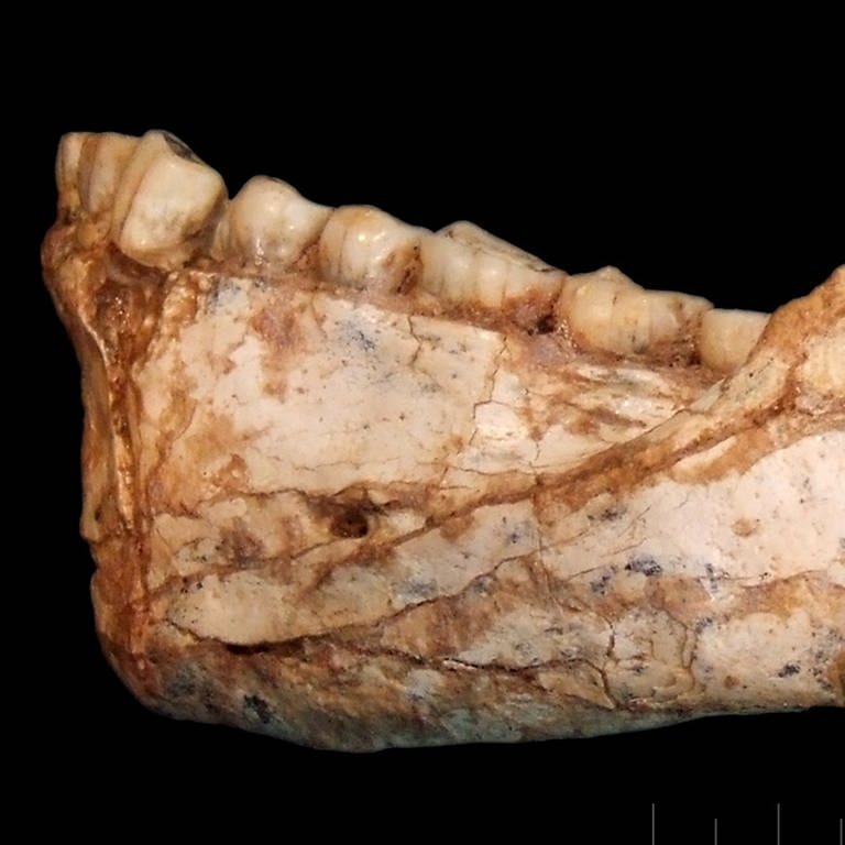 Unterkiefer, gefunden in Jebel Irhoud  Marokko, ca. 300.000 Jahre alt