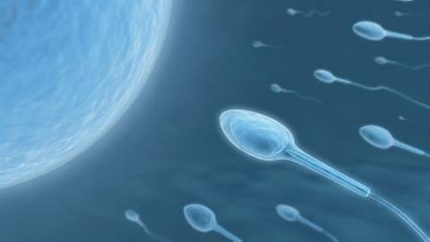 Grafik: Sperma schwimmen auf Eizelle zu.