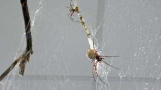 Spinnenseide könnte künftig auch in der Medizin nützlich sein