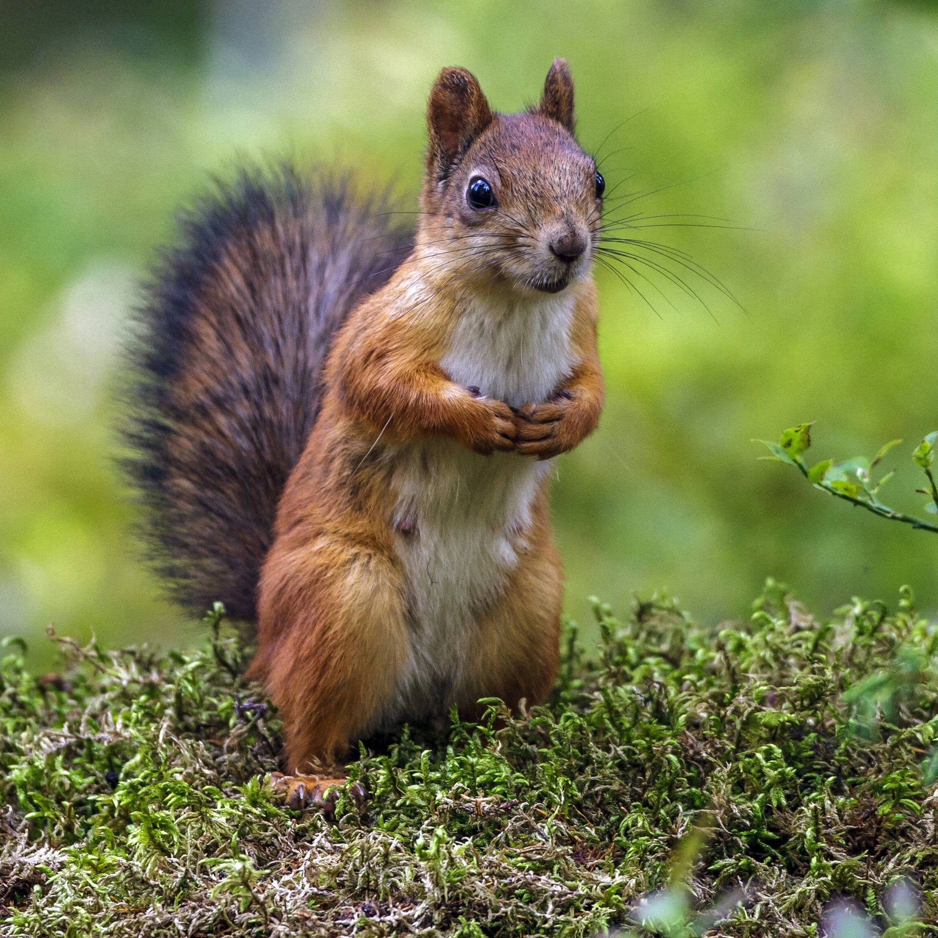 Eichhörnchen – Kobolde des Waldes