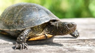 Schildkröten spielen auch in der Literatur vieler Kulturen einer Rolle