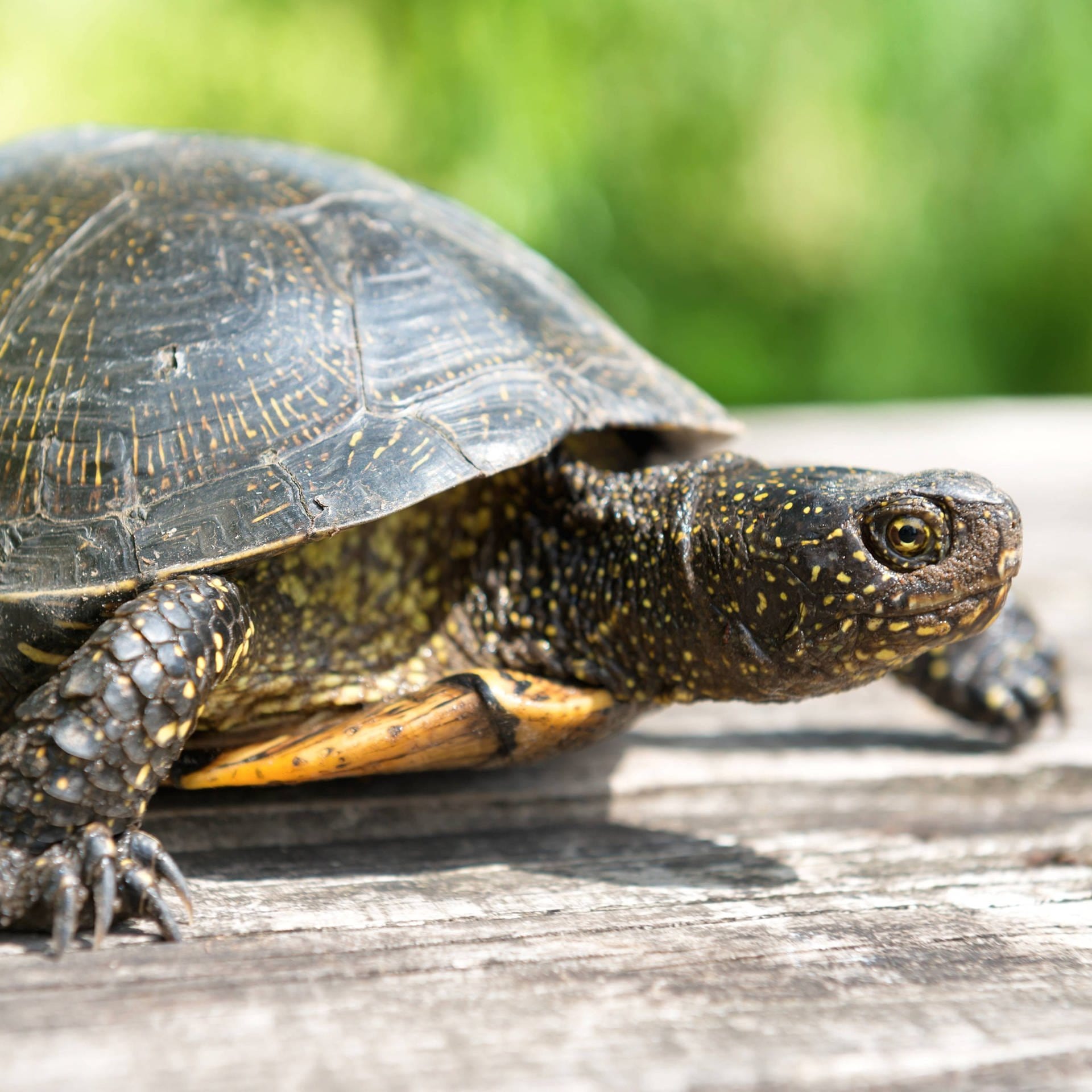 Schildkröten-Geschichten – Literatur der Langsamkeit