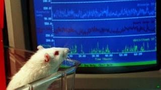 Bei einer Ratte werden über Monate Blutdruck-und Herzschlagdaten gemessen. Bei der Auswertung hilft ein Computer.