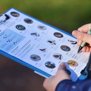 Anja Zimmermann von der Fachgruppe Ornithologie des NABU Thüringen trägt Vögel in eine Zählkarte ein für die deutschlandweite Aktion des Naturschutzbundes "Stunde der Wintervögel". 