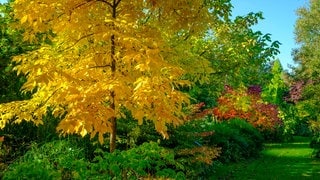 Ein Shagbark oder Schuppenrinden-Hickory (Carya ovata) im Herbst. Hickorys sind eng mit der Walnuss verwwandt und ihr Holz ist sehr wertvoll.