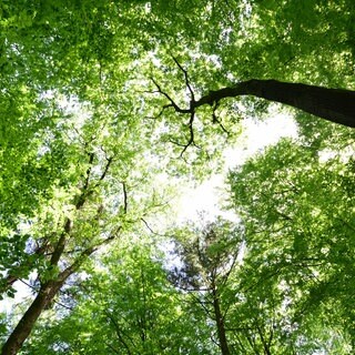 Waldbaden in Bad Iburg