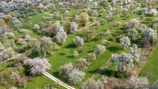 Streuobstwiesen bei Weilheim an der Teck im Frühling. Die Obstbäume stehen in voller Blüte.