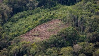 Illegale Abholzung im Amazonas-Regenwald im Bundesstaat Amazonas an der Grenze zwischen Brasilien und Kolumbien