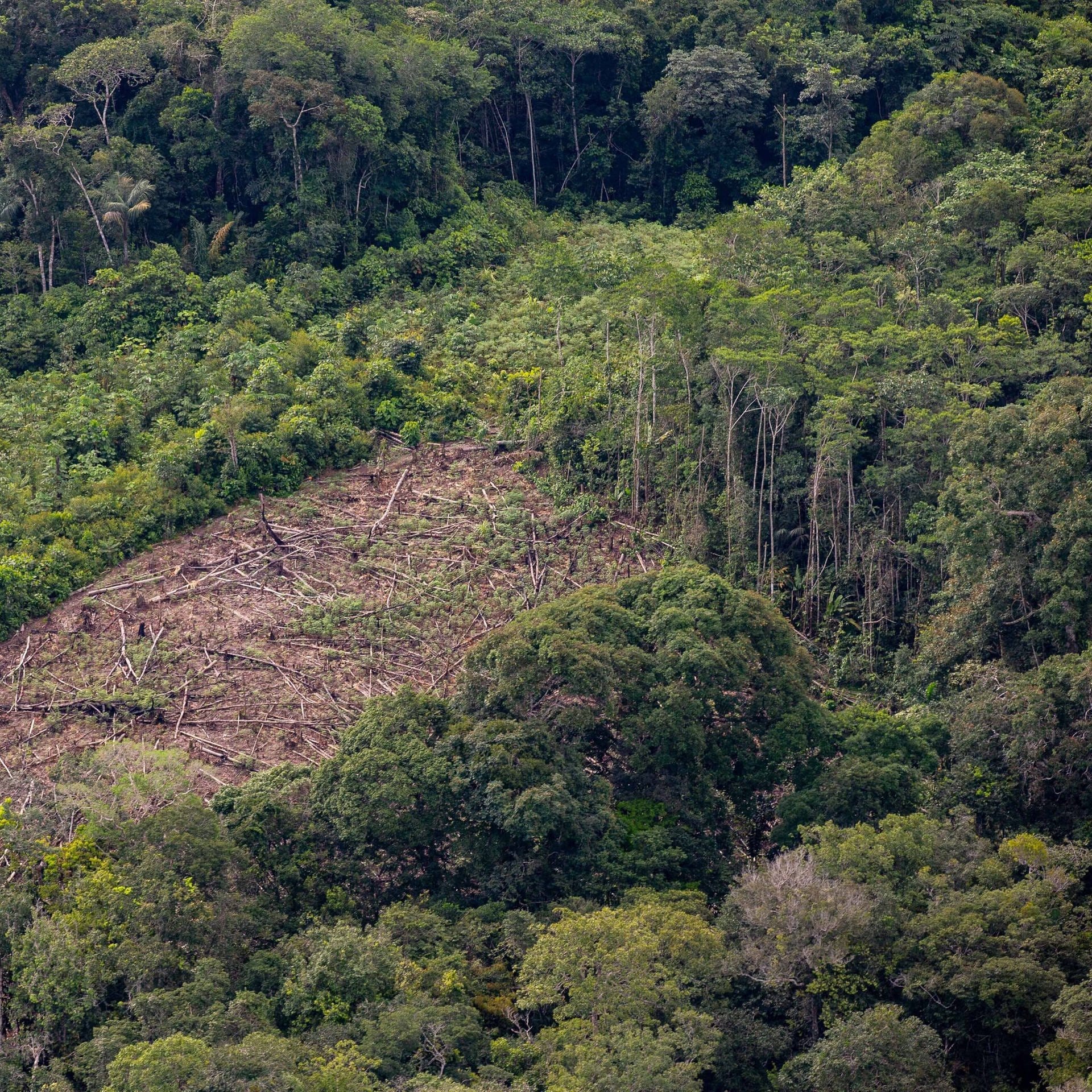 Abholzung am Amazonas – Brasiliens Präsident Bolsonaro hat für Gesetzlosigkeit gesorgt