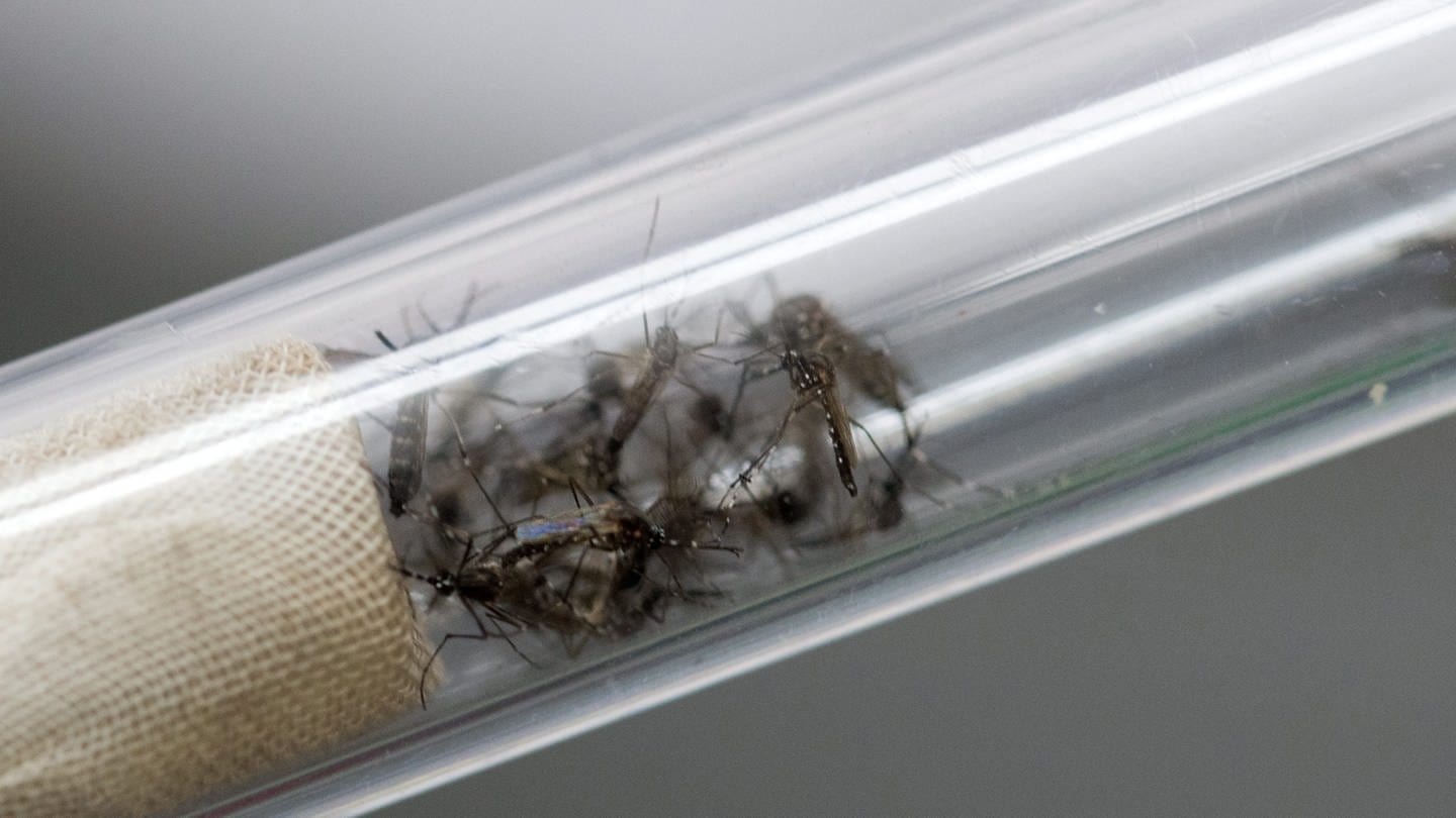 Stechmücken (Aedes aegypti), die Dengue-Fieber und das Zika-Virus übertragen, in einem Glasröhrchen. Um ihre Verbreitung einzudämmen, verändern Wissenschaftler*innen ihr Erbgut so, dass die Nachkommen sterben.
