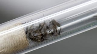 Stechmücken (Aedes aegypti), die Dengue-Fieber und das Zika-Virus übertragen, in einem Glasröhrchen. Um ihre Verbreitung einzudämmen, verändern Wissenschaftler*innen ihr Erbgut so, dass die Nachkommen sterben. 