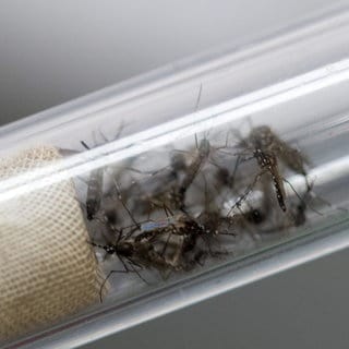 Stechmücken (Aedes aegypti), die Dengue-Fieber und das Zika-Virus übertragen, in einem Glasröhrchen. Um ihre Verbreitung einzudämmen, verändern Wissenschaftler*innen ihr Erbgut so, dass die Nachkommen sterben. 