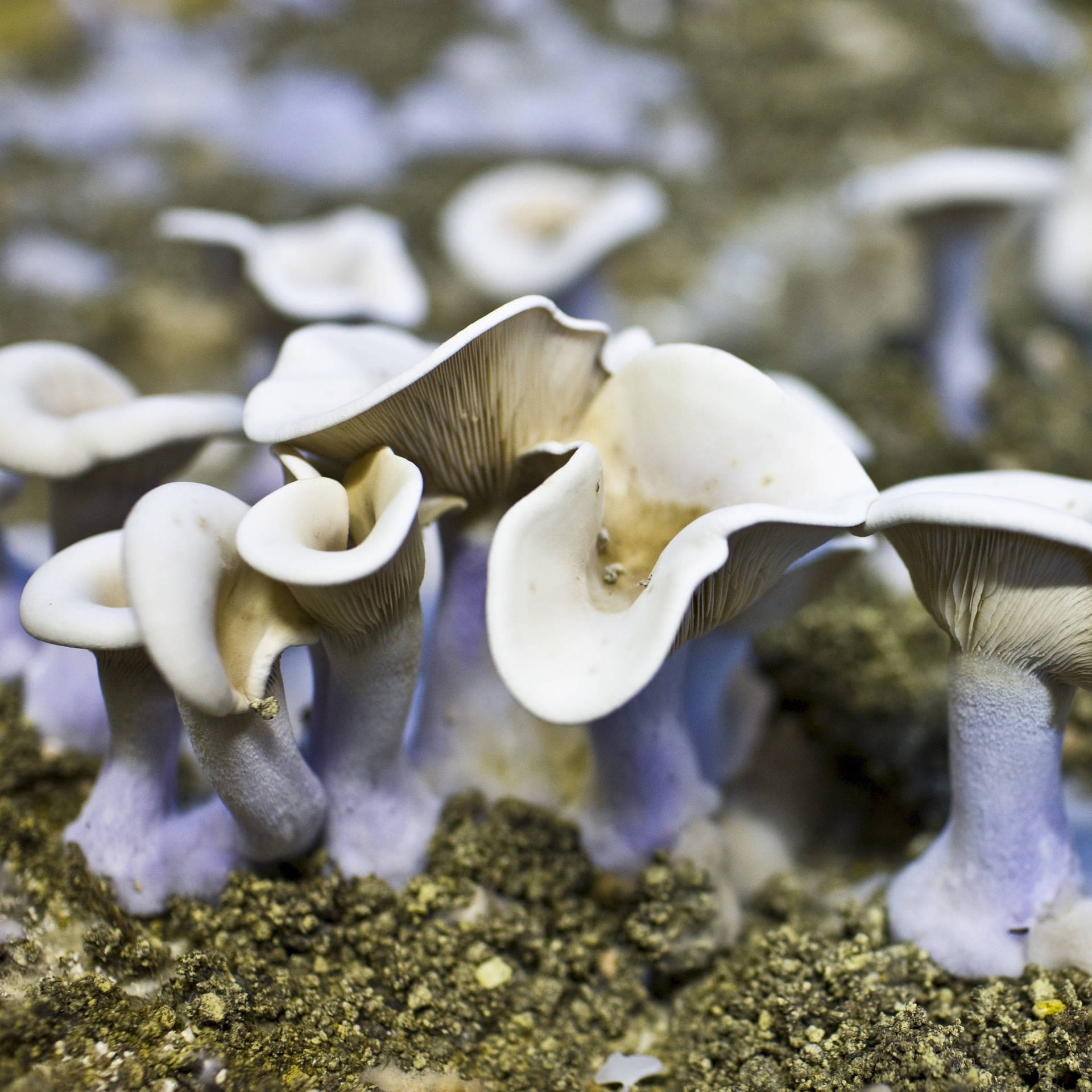 Pilze – Rohstoff der Zukunft