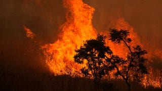 Feuer verbrennt einen Teil des Cerrado in der brasilianischen Savanne in einem Gebiet nahe dem Zentrum von Brasilia  Brasilien