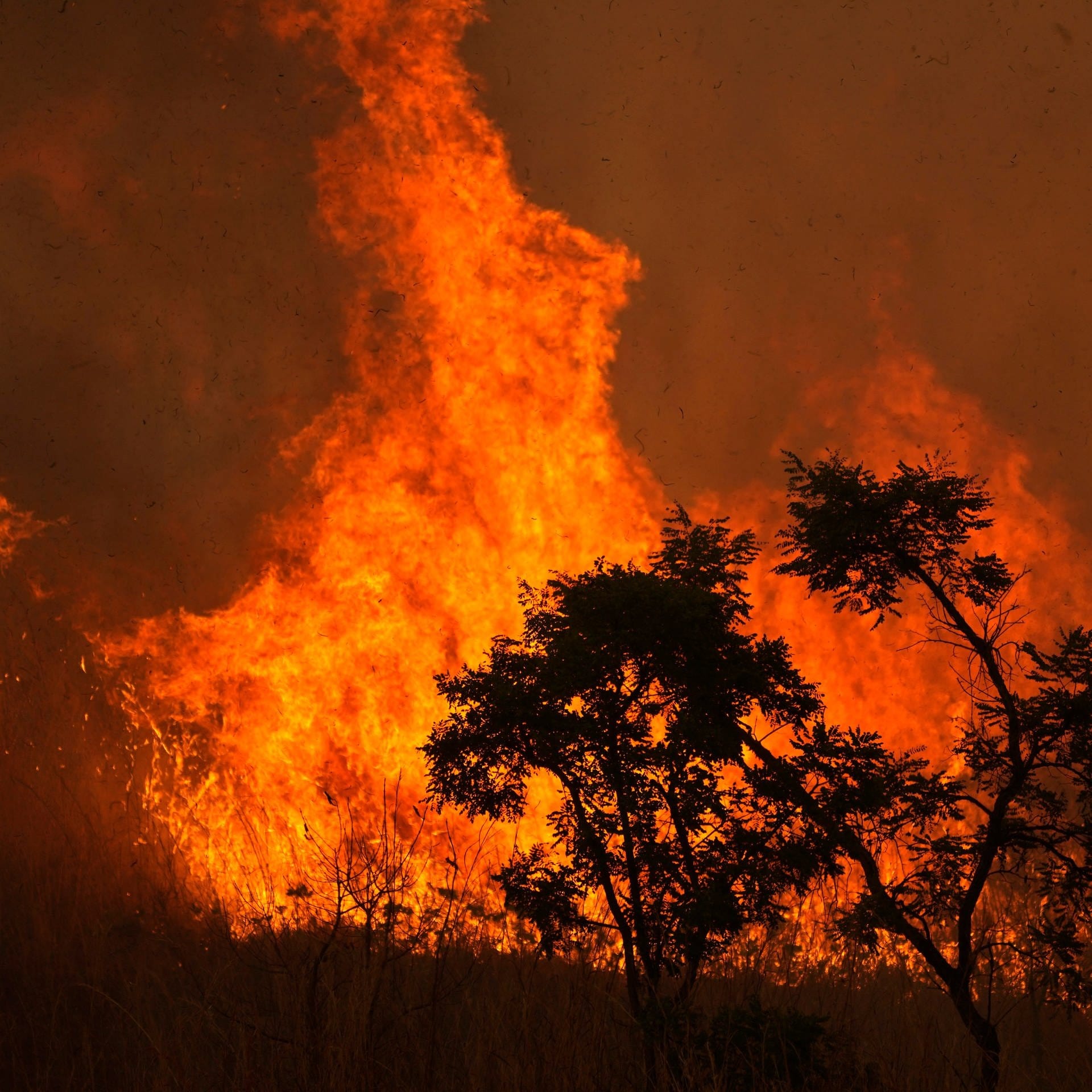 Brandrodung im Cerrado – Brasiliens artenreiche Savanne in Gefahr