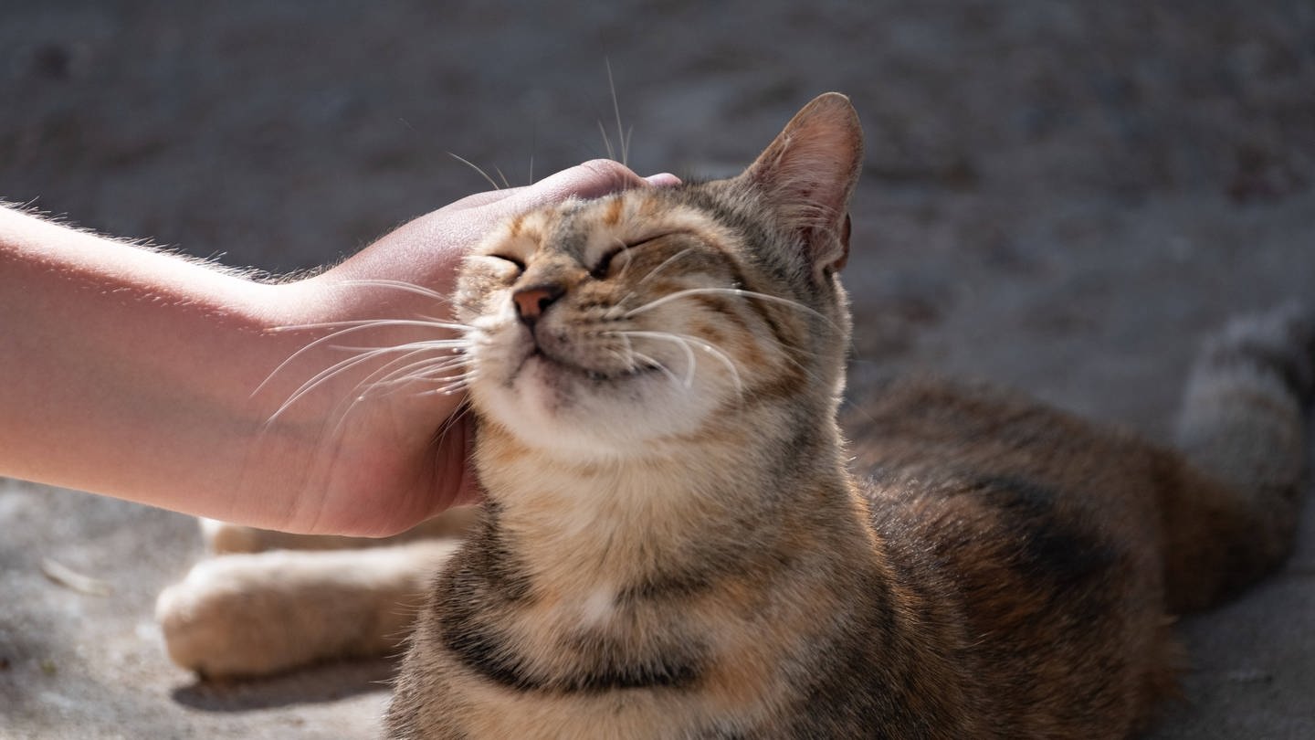 Eine Katze geniesst das Streicheln