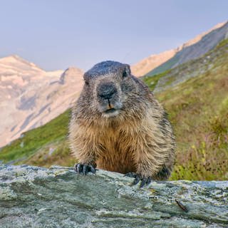 Und jährlich grüßt das Murmeltier.