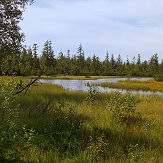 hochmoor,moorsee,kaltenbronn