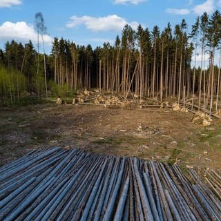 Waldsterben - aufgeschichtetes Stammholz am Rande einer wegen Borkenkäferbefall gefällten Waldfläche