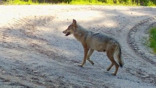 Eine Wölfin läuft auf einem Weg im Südschwarzwald.