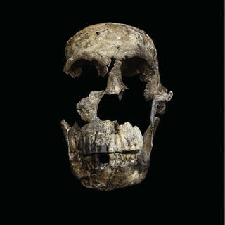 Schädel eines Homo naledi
