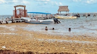 Jungen schwimmen in Puerto Morelos in Mexiko am Strand, der voller Algen ist. Ein gigantischer Algengürtel erstreckt sich von Cancún bis nach Afrika. Eine der Ursachen: der Klimawandel und die Abholzung am Amazonas.