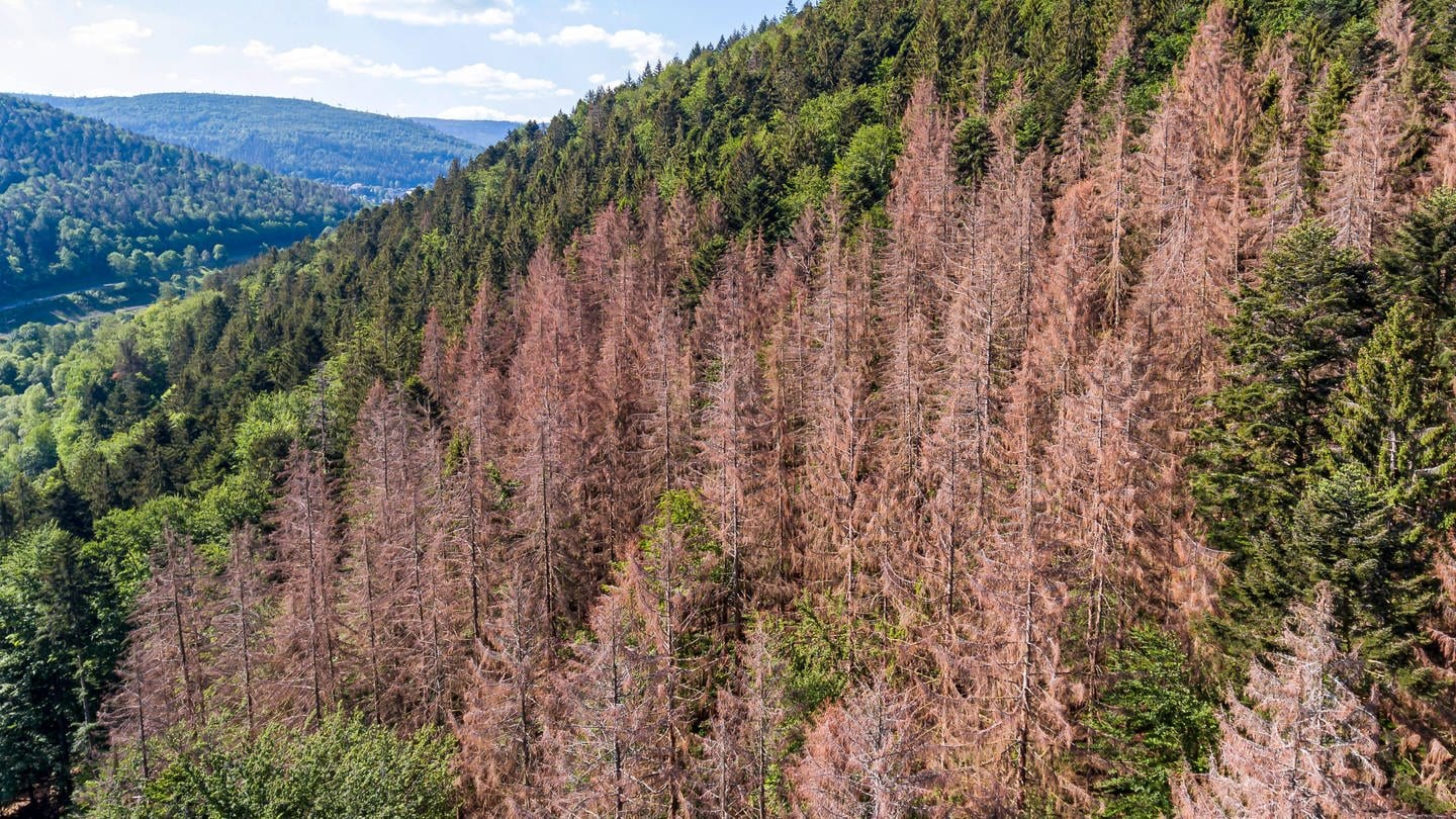 Geschädigte Bäume im Schwarzwald