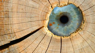 Auge hinter eine Baumscheibe: Woher kommt eigentlich die Redewndung "Holzauge, sei wachsam"?