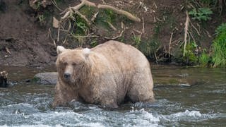 Braunbärin Grazer, Gewinnerin des diesjährigen «Fat Bear»-Wettbewerbs in Alaska