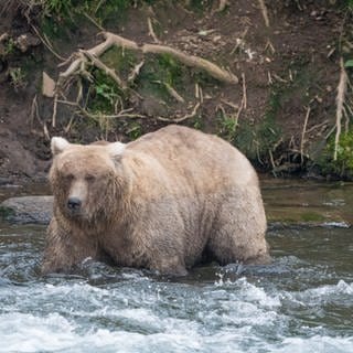 Braunbärin Grazer, Gewinnerin des diesjährigen «Fat Bear»-Wettbewerbs in Alaska