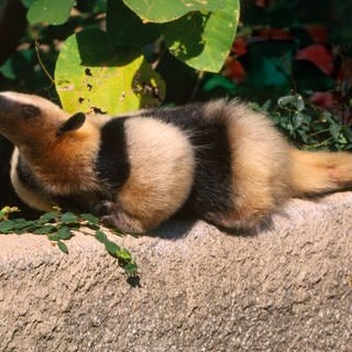 Ameisenbaer (Tamandua tetradactyla) Archivfoto