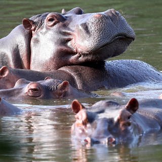 Flusspferde schwimmen in der Lagune im Hacienda Napoles Park - dem ehemaligen Privatanwesen des Drogenbarons Escobar, der vor Jahrzehnten drei weibliche und ein männliches Nilpferd importierte.