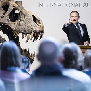 Im April 2023 wurde in der Schweiz das Skelett des Tyrannosaurus Rex namens "Trinity" für knapp 5,6 Millionen Euro versteigert. Der Käufer bleibt anonym. Allerdings ist auch über den berühmten Tyrannosaurus, einer der größten landlebenden Fleischfresser aller Zeiten, nur wenig bekannt und jeder Fund relevant. Versteigern oder erforschen – wie umgehen mit dem Dilemma?