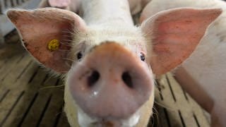 Symbolbild: Ein Mastschwein steht in einem Mastbetrieb im Stall