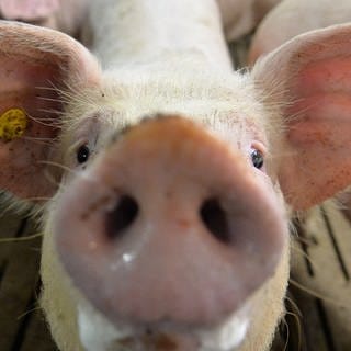 Symbolbild: Ein Mastschwein steht in einem Mastbetrieb im Stall