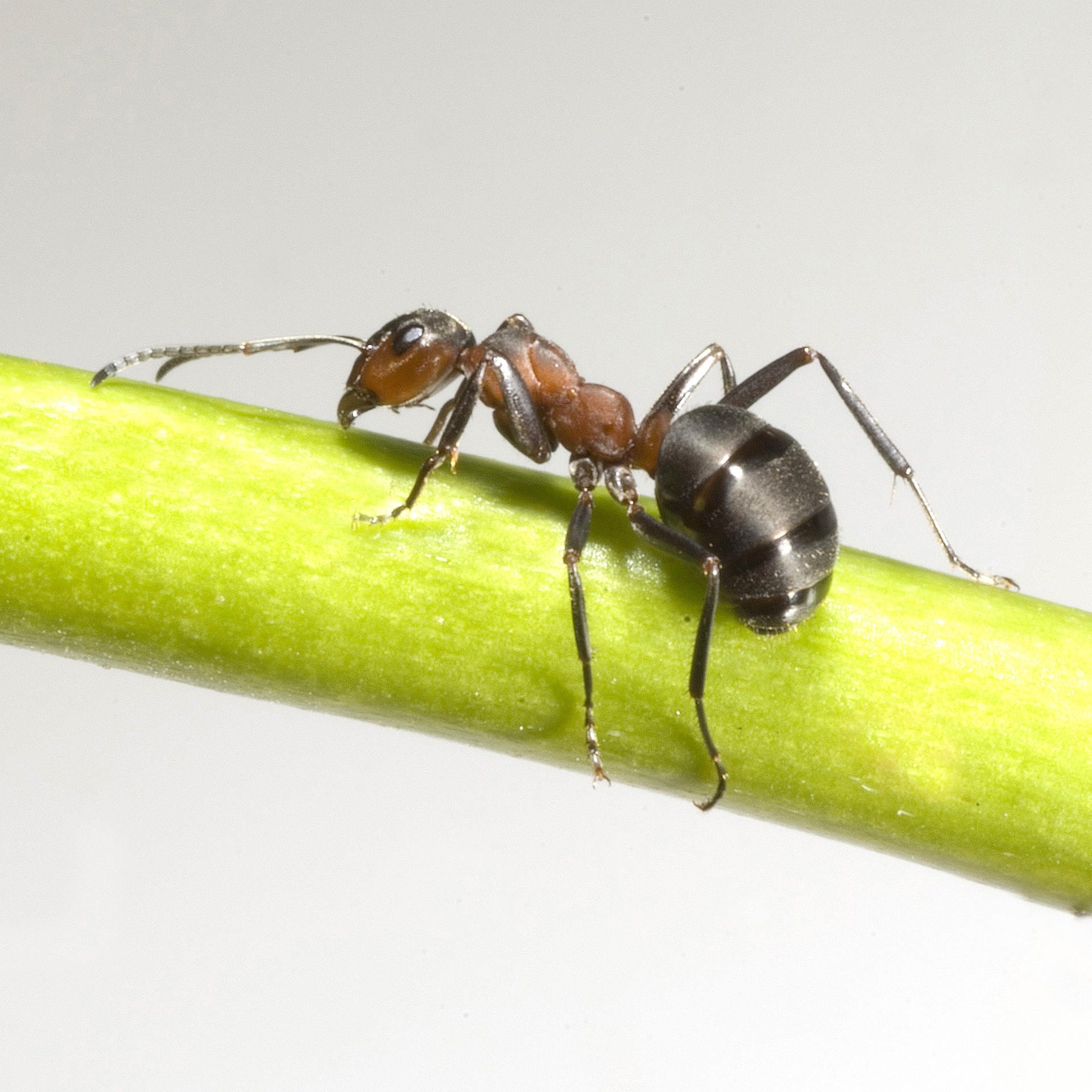 Die Welt der Ameisen | Benedikt Lawen im Science Talk mit der Forscherin Susanne Foitzik