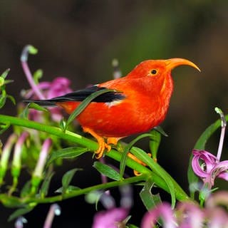 Hawaiianische Vogelart, die vom Aussterben bedroht ist.