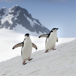 Zügelpinguine, auch Kehlstreifpinguine laufen über verschneiten Hang in der Antarktis. 