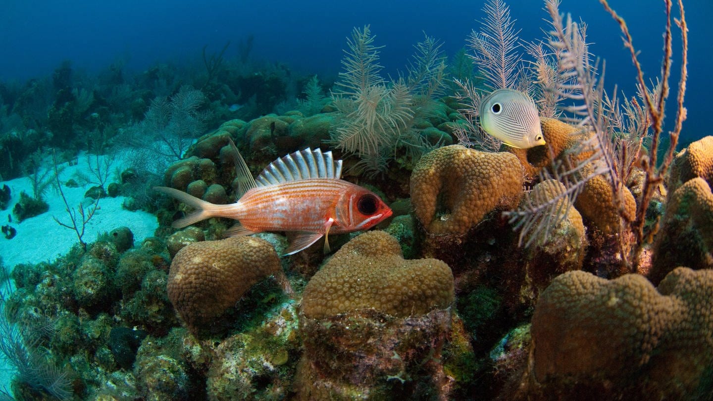 Das zweitgrößte Barriereriffsystem der Welt, Belize Barrier Reef.