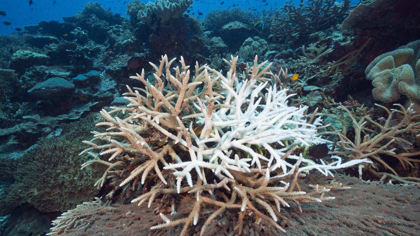 Korallenbleiche, viele Korallen sind akut gefährdet.