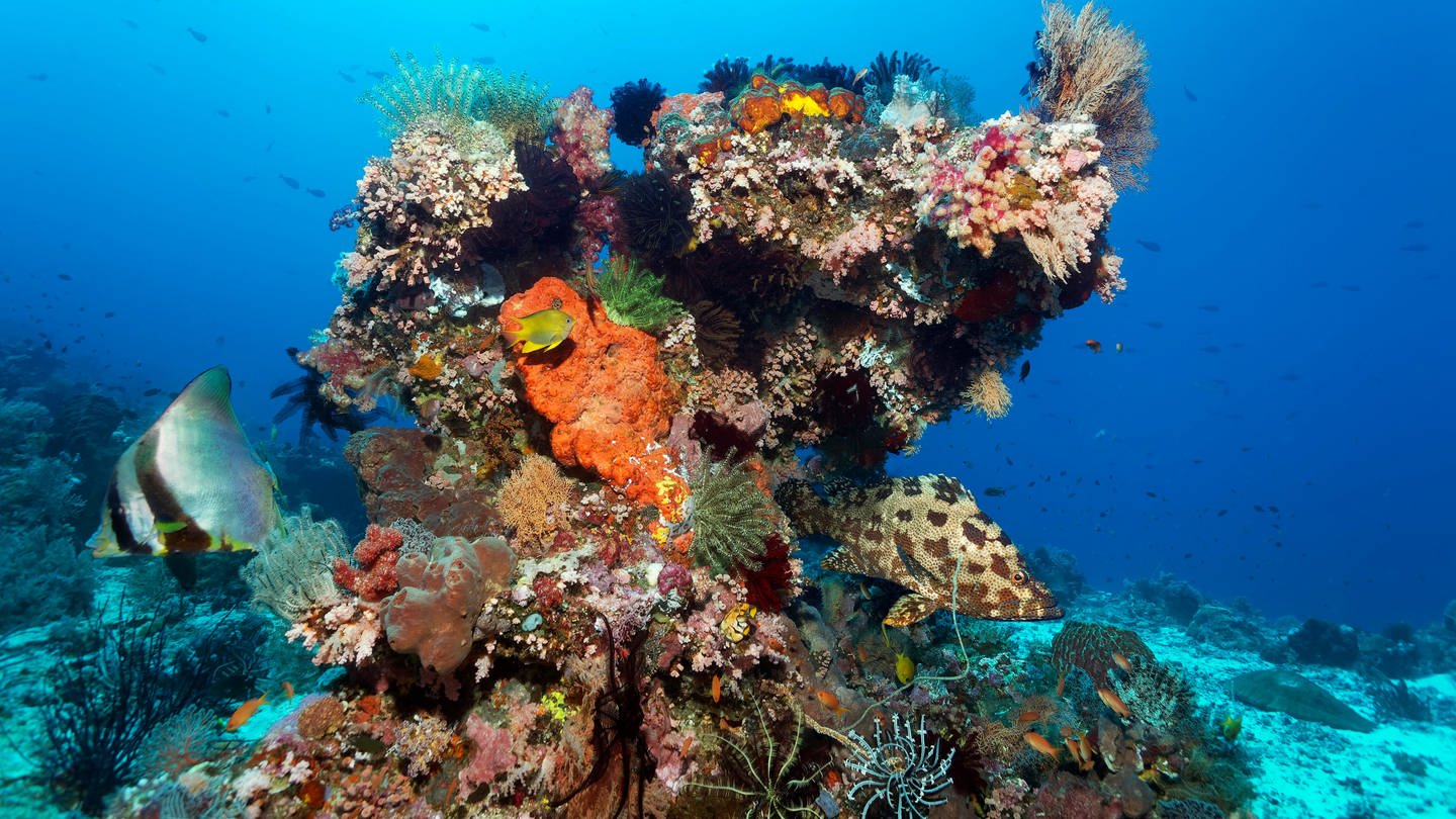 Great Barrier Reef: Korallenblock, verschiedene wirbellose Tiere, Schwämme und Korallen.